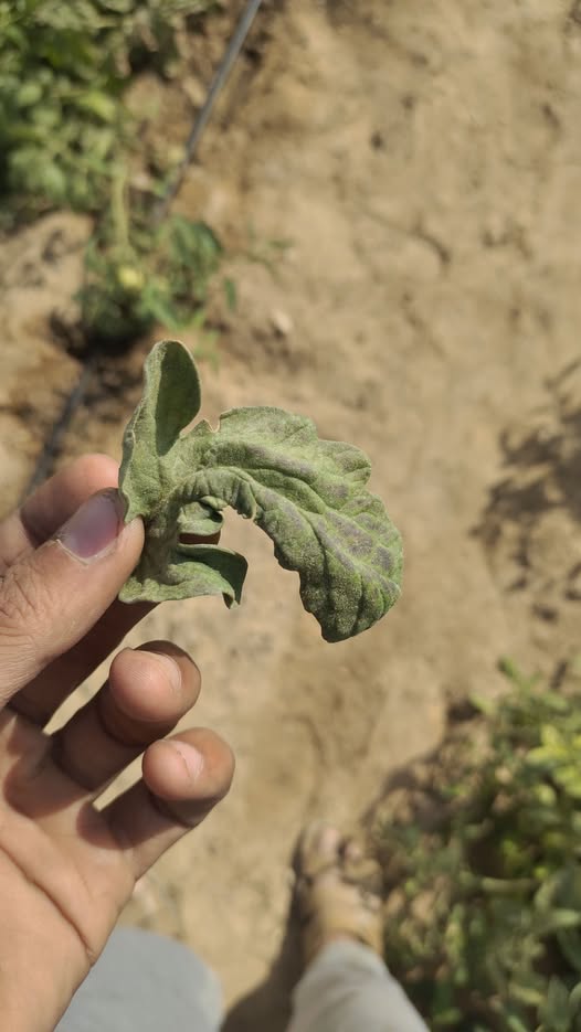 عاوز حاجه  للطماطم مصابه كلها بالطريقه دي